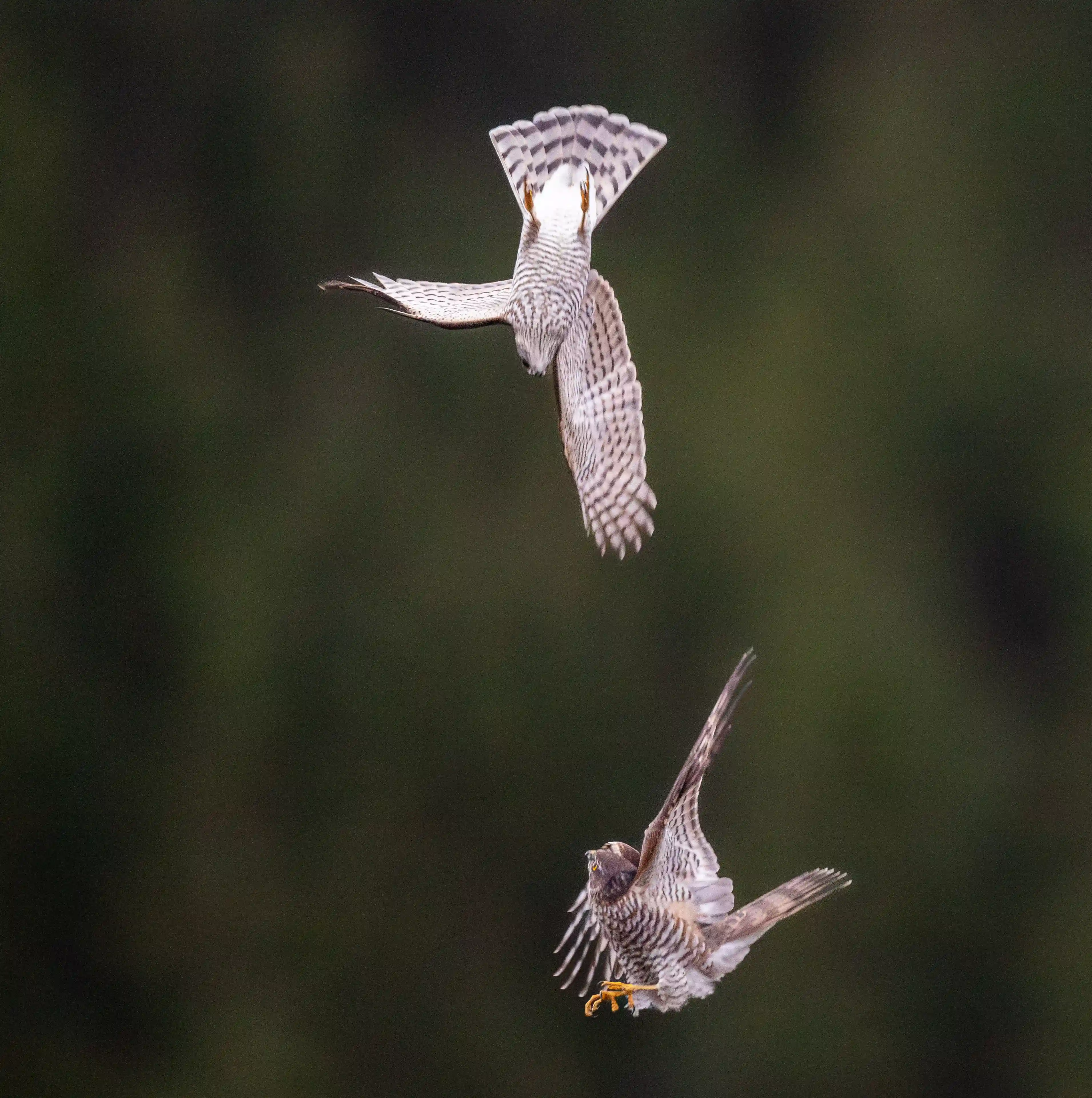 Autumn Norway gallery image 6